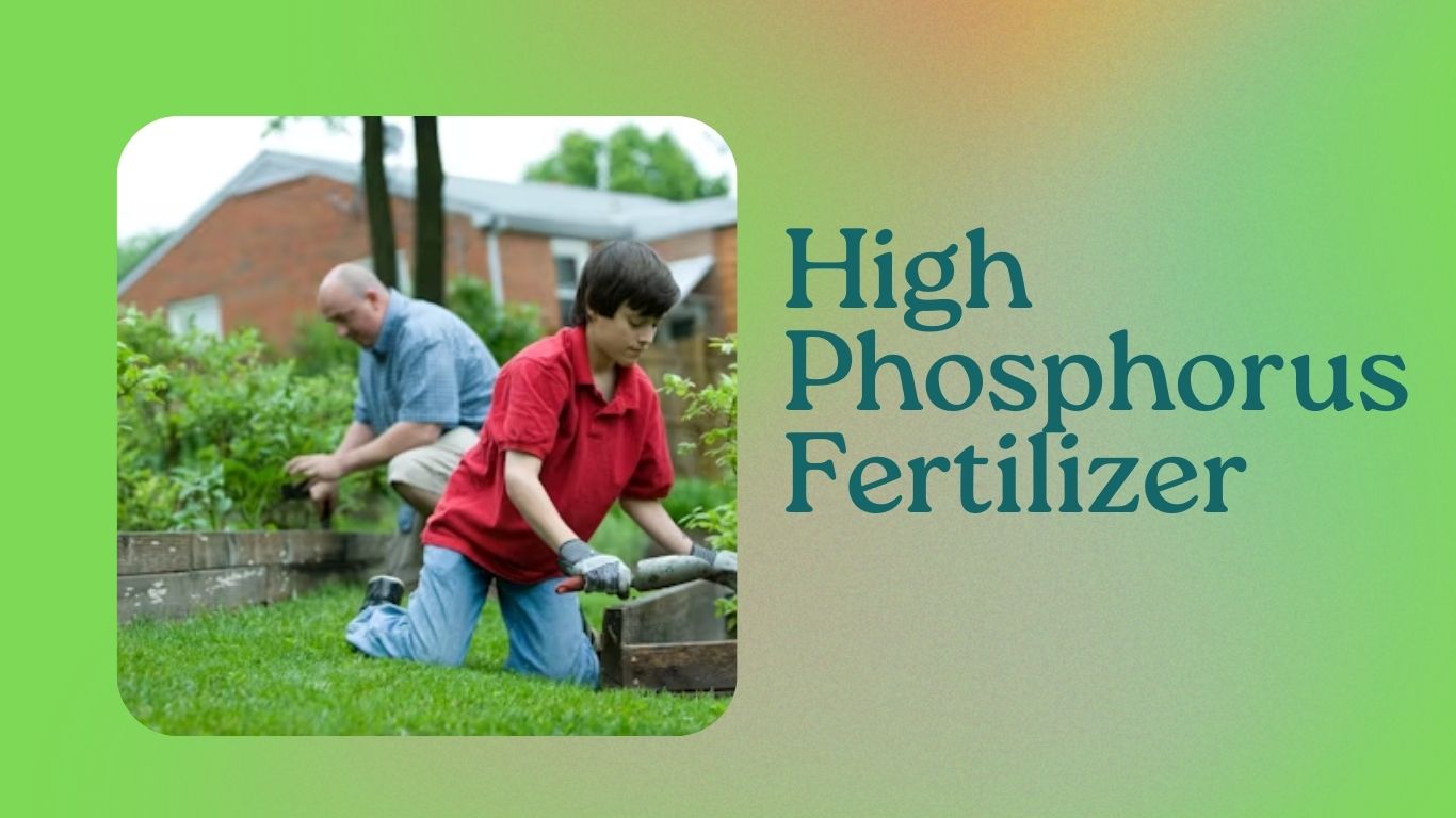 You are currently viewing High Phosphorus Fertilizer: Essential Guide for Boosting Plant Growth