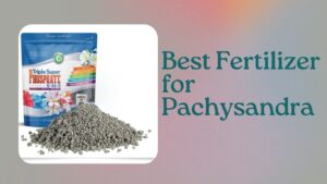 Read more about the article Best Fertilizer for Pachysandra: Essential Nutrients for Optimal Growth